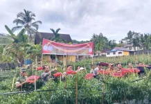 Panen Cabai di Desa Golambanua I, Lahusa