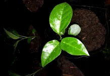 Mengenal Simalambuo Pohon Endemik Nias Penjaga Mata Air