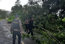 Polres Nias Selatan Evakuasi Pohon Tumbang di Amandraya