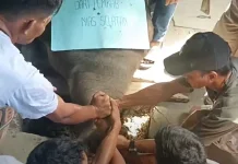 Idul Adha, Pemkab Nisel Berikan Bantuan Hewan Qurban di Empat Mesjid