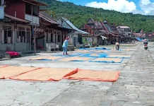Masyarakat Desa Hilisimaetano Manfaatkan Panas Matahari Keringkan Padi