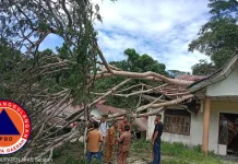 BPBD Nisel Lakukan Pembersihan Pohon Tumbang di Area Perkantoran