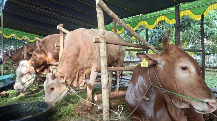 Masjid Raya Mujahidin Pontianak Himpun 30 Ekor Sapi dan 13 Ekor Kambing