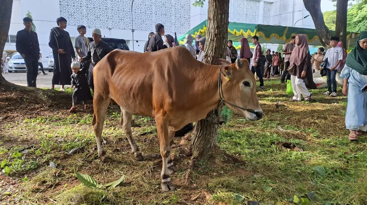 Masjid Raya Mujahidin Pontianak Himpun 30 Ekor Sapi dan 13 Ekor Kambing