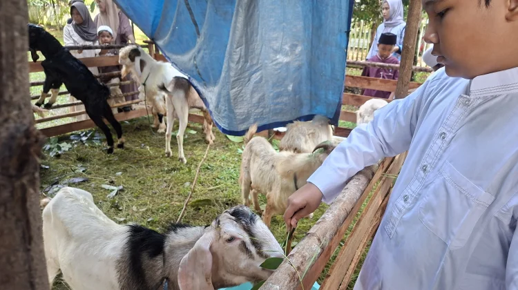 Masjid Raya Mujahidin Pontianak Himpun 30 Ekor Sapi dan 13 Ekor Kambing