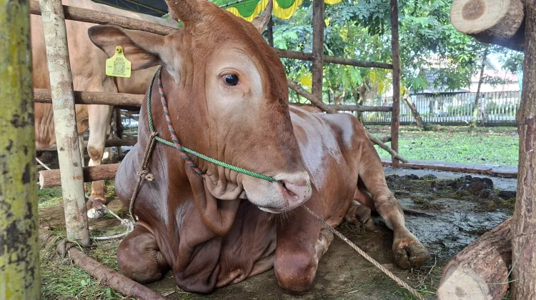Masjid Raya Mujahidin Pontianak Himpun 30 Ekor Sapi dan 13 Ekor Kambing