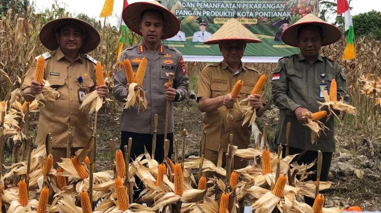 Panen Jagung Hibrida di Pusat Kota Dukung Ketahanan Pangan