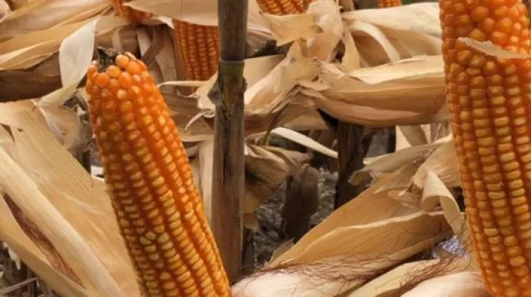 Panen Jagung Hibrida di Pusat Kota Dukung Ketahanan Pangan