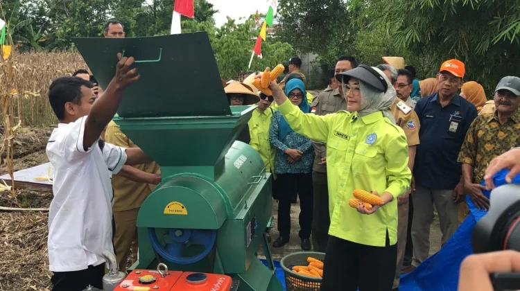 Panen Jagung Hibrida di Pusat Kota Dukung Ketahanan Pangan