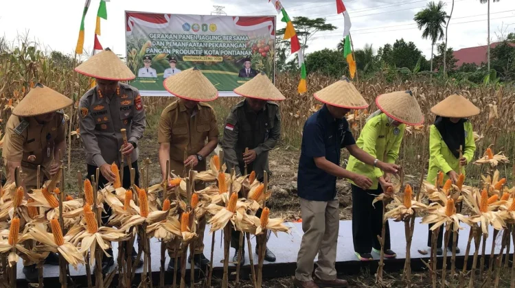 Panen Jagung Hibrida di Pusat Kota Dukung Ketahanan Pangan