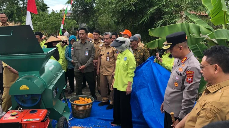 Panen Jagung Hibrida di Pusat Kota Dukung Ketahanan Pangan
