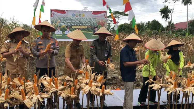 Panen Jagung Hibrida di Pusat Kota Dukung Ketahanan Pangan