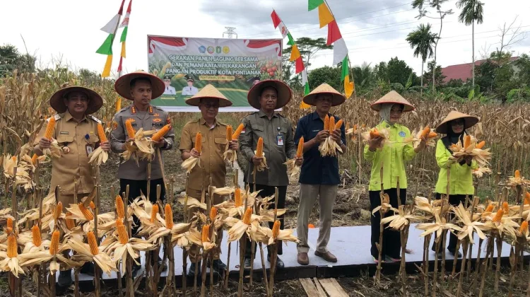 Panen Jagung Hibrida di Pusat Kota Dukung Ketahanan Pangan