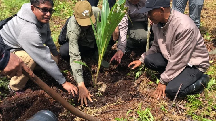 Potret Pemulihan Lahan Gambut Bekas Kebakaran Jadi Agroforestry