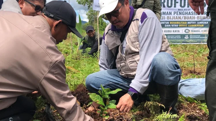 Potret Pemulihan Lahan Gambut Bekas Kebakaran Jadi Agroforestry