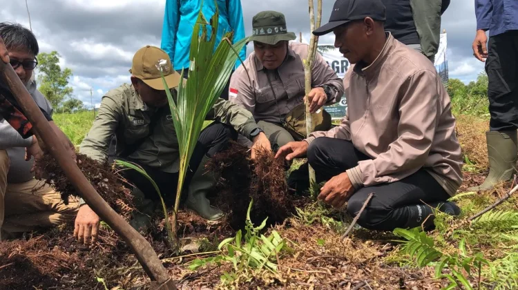 Potret Pemulihan Lahan Gambut Bekas Kebakaran Jadi Agroforestry