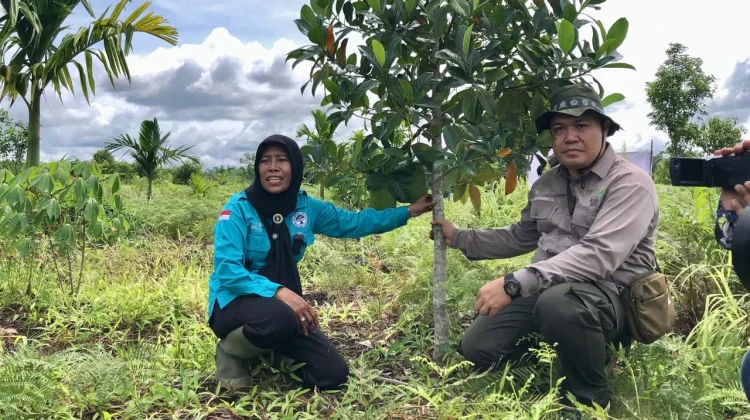 Potret Pemulihan Lahan Gambut Bekas Kebakaran Jadi Agroforestry