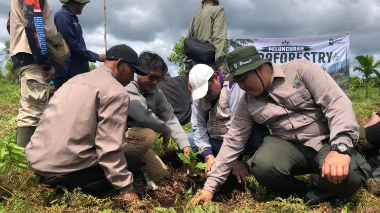 Potret Pemulihan Lahan Gambut Bekas Kebakaran Jadi Agroforestry