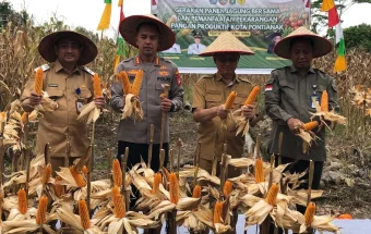 Panen Jagung Hibrida di Pusat Kota Dukung Ketahanan Pangan