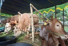 Masjid Raya Mujahidin Pontianak Himpun 30 Ekor Sapi dan 13 Ekor Kambing