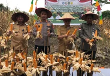 Panen Jagung Hibrida di Pusat Kota Dukung Ketahanan Pangan