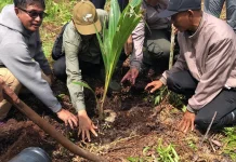 Potret Pemulihan Lahan Gambut Bekas Kebakaran Jadi Agroforestry