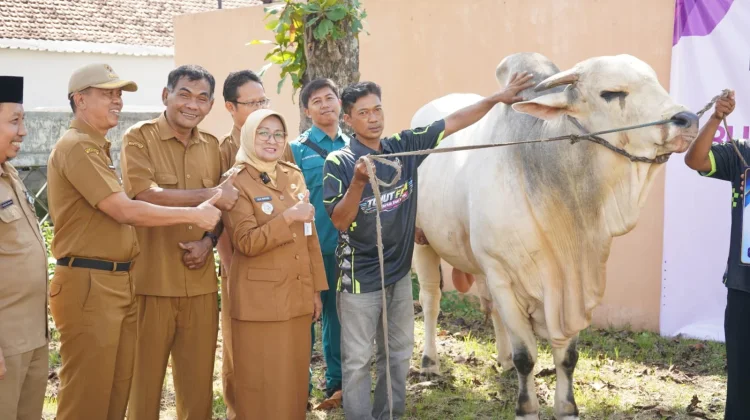 Kegiatan Bupati Kebumen Salurkan Hewan Kurban