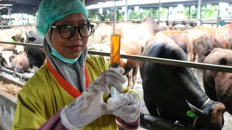 Sambut Idul Adha, Kesehatan Hewan Kurban Jadi Prioritas Utama