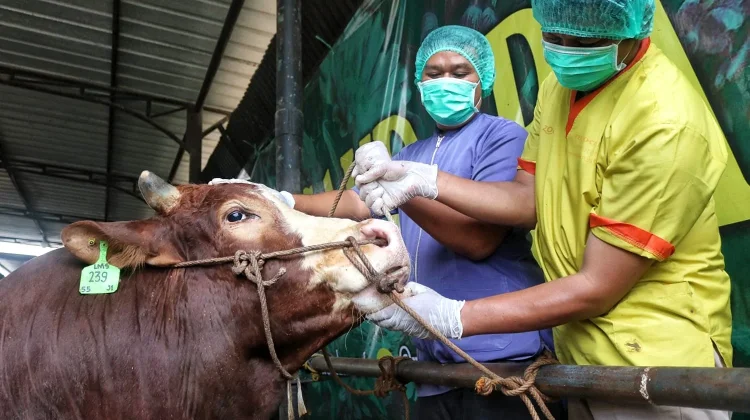 Kementan Perkuat Edukasi Kurban Sehat dan Higienis jelang Iduladha 1447 Hijriah