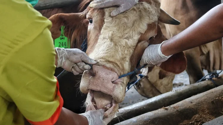 Sambut Idul Adha, Kesehatan Hewan Kurban Jadi Prioritas Utama