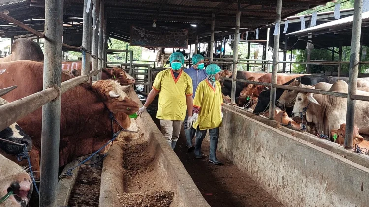 Sambut Idul Adha, Kesehatan Hewan Kurban Jadi Prioritas Utama