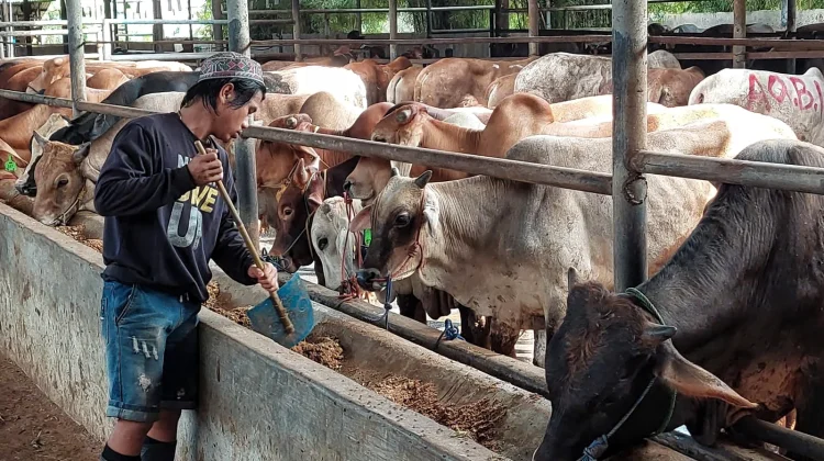 Sambut Idul Adha, Kesehatan Hewan Kurban Jadi Prioritas Utama