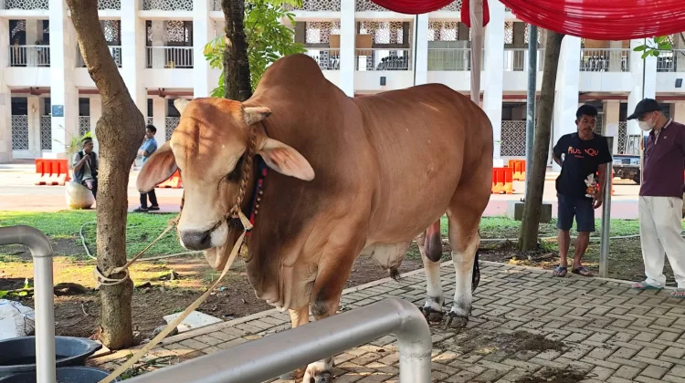 Wapres Gibran Sumbang Sapi Kurban Brahman 1,2 Ton untuk Masjid Istiqlal