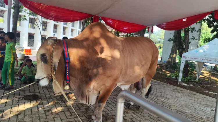Wapres Gibran Sumbang Sapi Kurban Brahman 1,2 Ton untuk Masjid Istiqlal