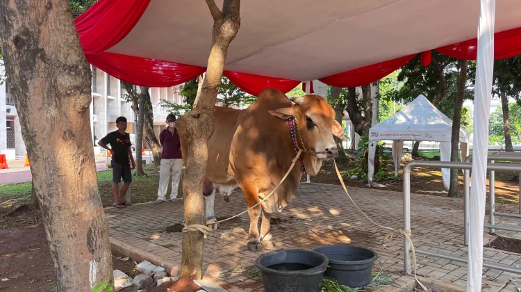 Wapres Gibran Sumbang Sapi Kurban Brahman 1,2 Ton untuk Masjid Istiqlal