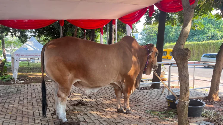 Wapres Gibran Sumbang Sapi Kurban Brahman 1,2 Ton untuk Masjid Istiqlal