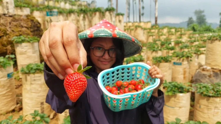 Agrowisata Petik Stroberi, Destinasi Segar dengan Pengalaman Berbeda
