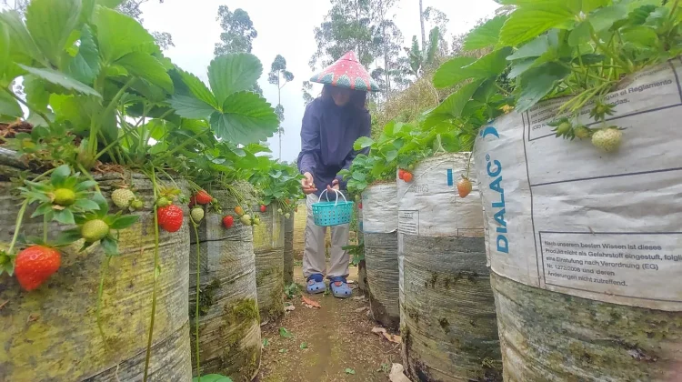 Agrowisata Petik Stroberi, Destinasi Segar dengan Pengalaman Berbeda