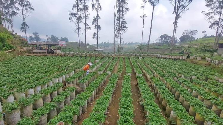 Agrowisata Petik Stroberi, Destinasi Segar dengan Pengalaman Berbeda