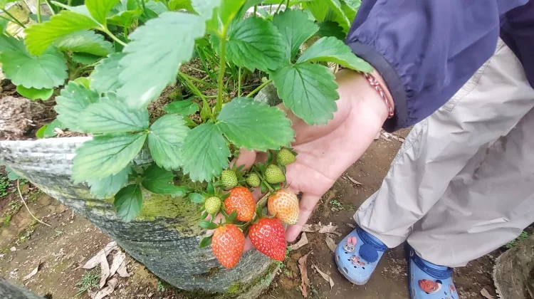 Agrowisata Petik Stroberi, Destinasi Segar dengan Pengalaman Berbeda