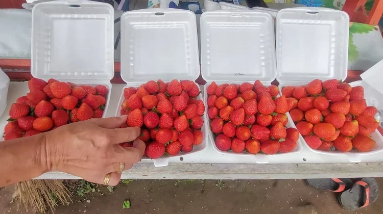 Agrowisata Petik Stroberi, Destinasi Segar dengan Pengalaman Berbeda