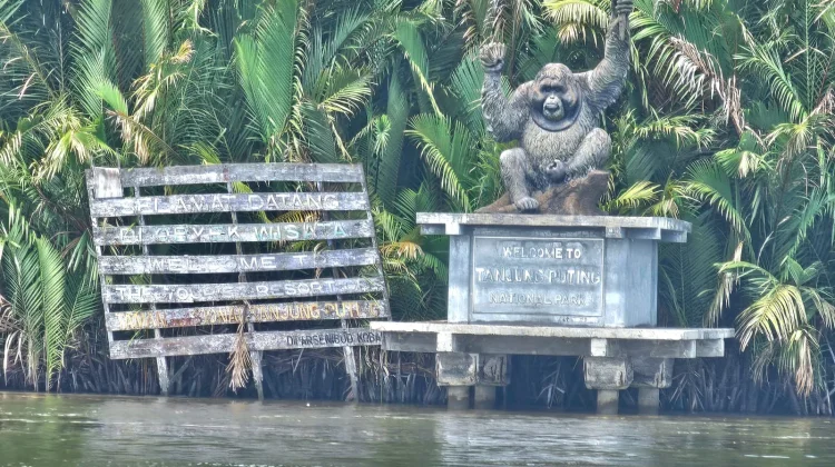 Taman Nasional Tanjung Puting, Wisata Seru Berjumpa Orangutan