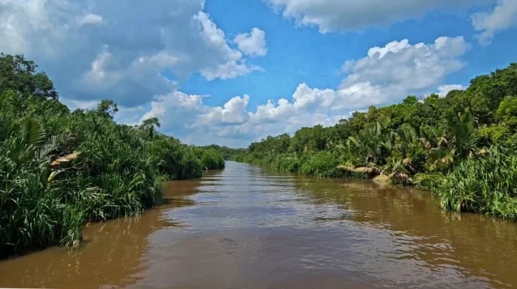 Taman Nasional Tanjung Puting, Wisata Seru Berjumpa Orangutan
