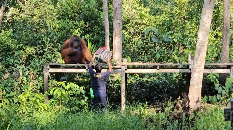 Taman Nasional Tanjung Puting, Wisata Seru Berjumpa Orangutan