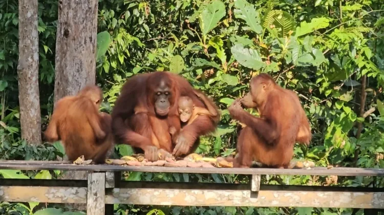 Taman Nasional Tanjung Puting, Wisata Seru Berjumpa Orangutan