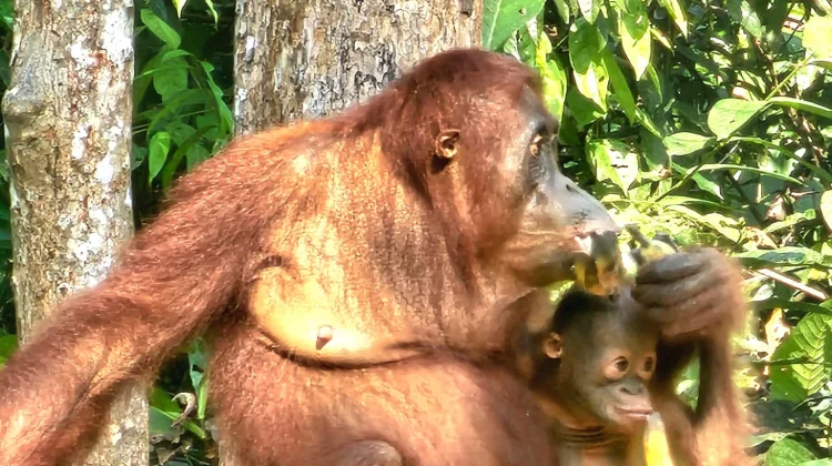 Taman Nasional Tanjung Puting, Wisata Seru Berjumpa Orangutan