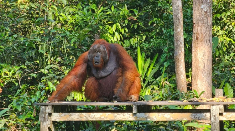 Taman Nasional Tanjung Puting, Wisata Seru Berjumpa Orangutan