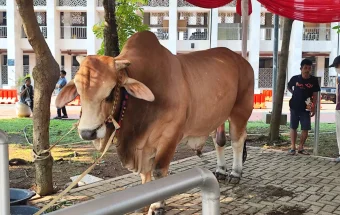 Wapres Gibran Sumbang Sapi Kurban Brahman 1,2 Ton untuk Masjid Istiqlal