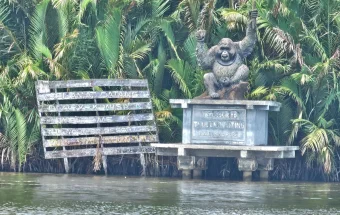 Taman Nasional Tanjung Puting, Wisata Seru Berjumpa Orangutan