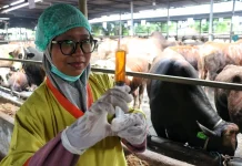 Sambut Idul Adha, Kesehatan Hewan Kurban Jadi Prioritas Utama